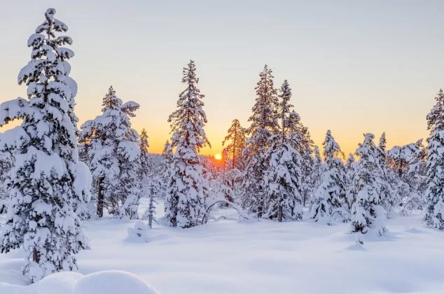 A forest in winter