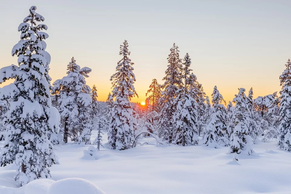 A forest in winter