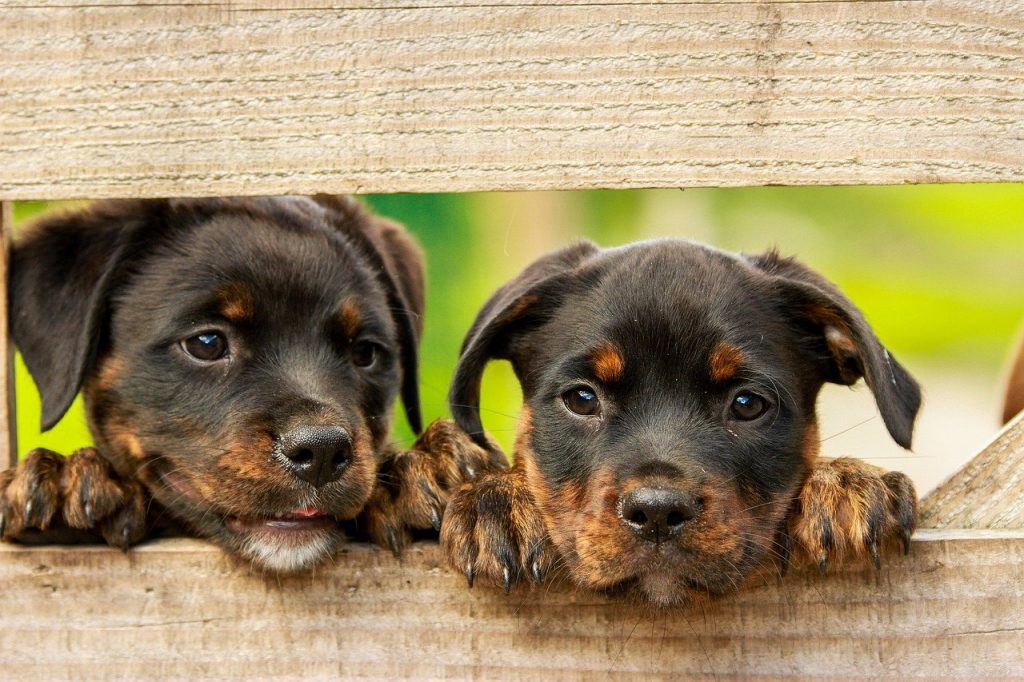Rottweiler puppies peeking through a fence