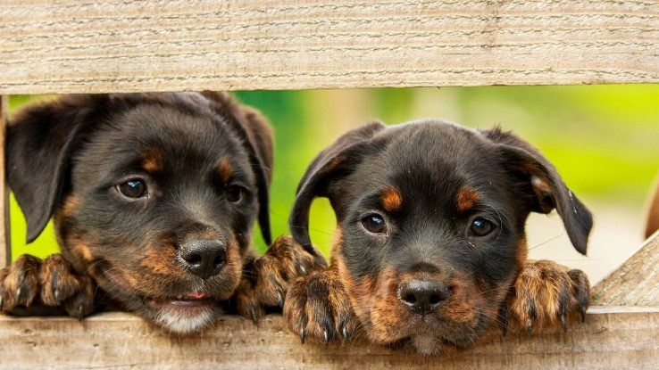 Rottweiler puppies peeking through a fence
