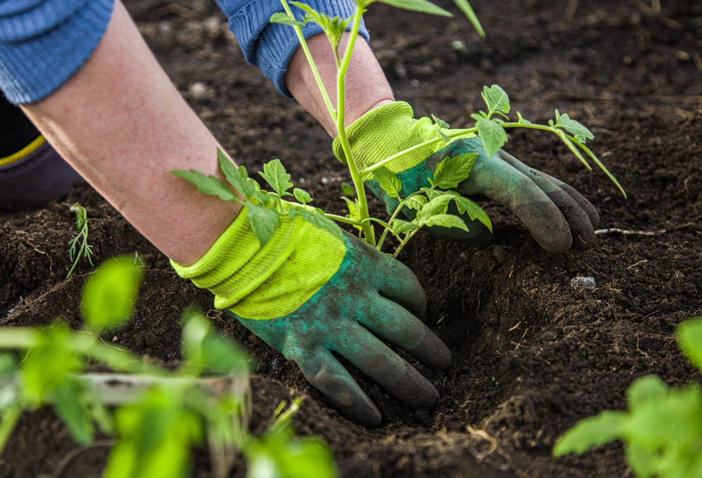 Gloved hands planting something in a garden