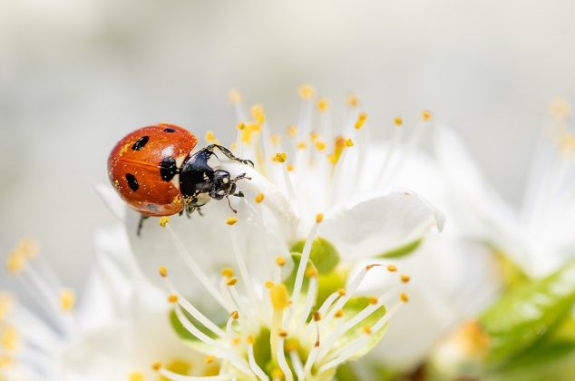 Ladybug crawling on a flower in springtime