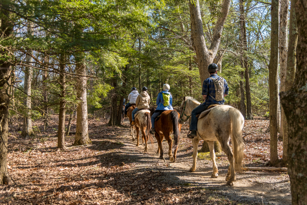 Trail riding group on a wooded trail