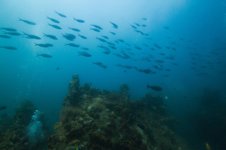 63 Best Ocean and WaterThemed Team Names (Curated & Ranked